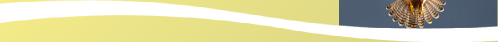 backward_state_website082011.jpg